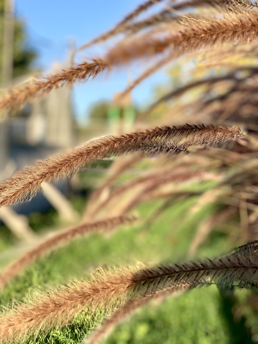 Close-up of fuzzy brown ornamental grass plumes in sunlight
