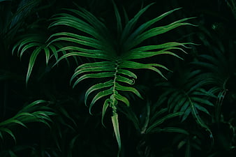 Dark moody green fern frond in shadowy forest