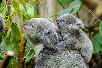 Mother Koala with Baby on Back Eating Eucalyptus Leaves