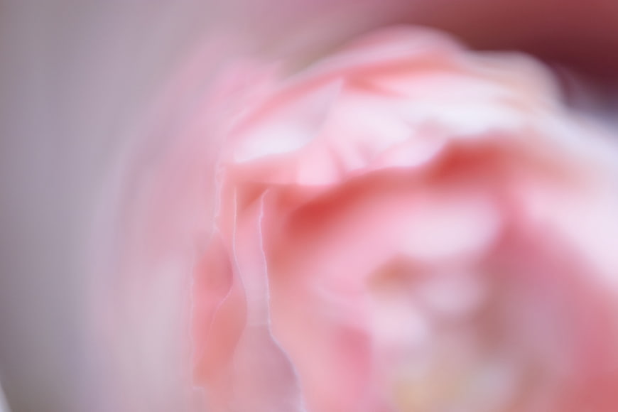 Soft Focus Pink Rose Petals Abstract Background