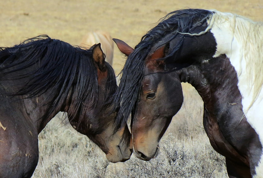 Two wild mustang horses nuzzling heads in dry grass