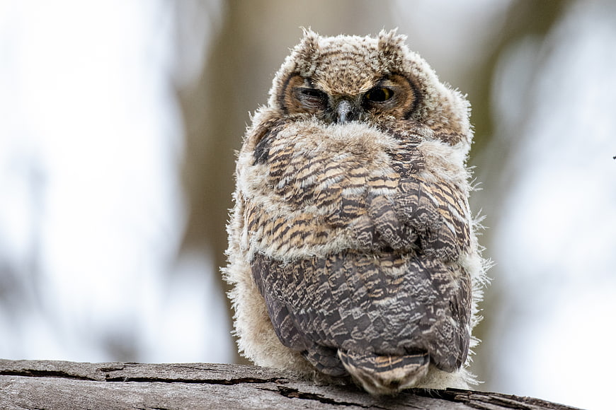 Fluffy Great Horned Owl Chick Perched on Branch