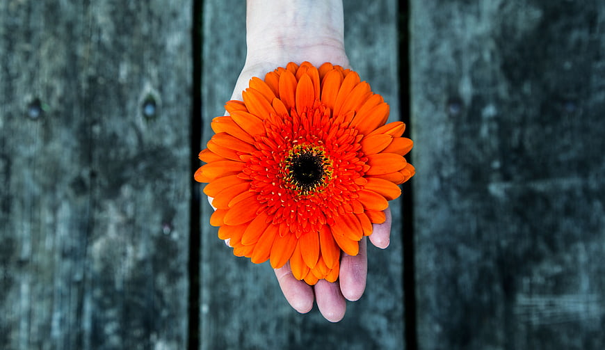 Hand holding bright orange gerbera daisy on wooden background