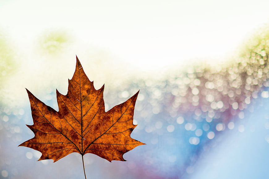 Dried autumn maple leaf against soft bokeh background