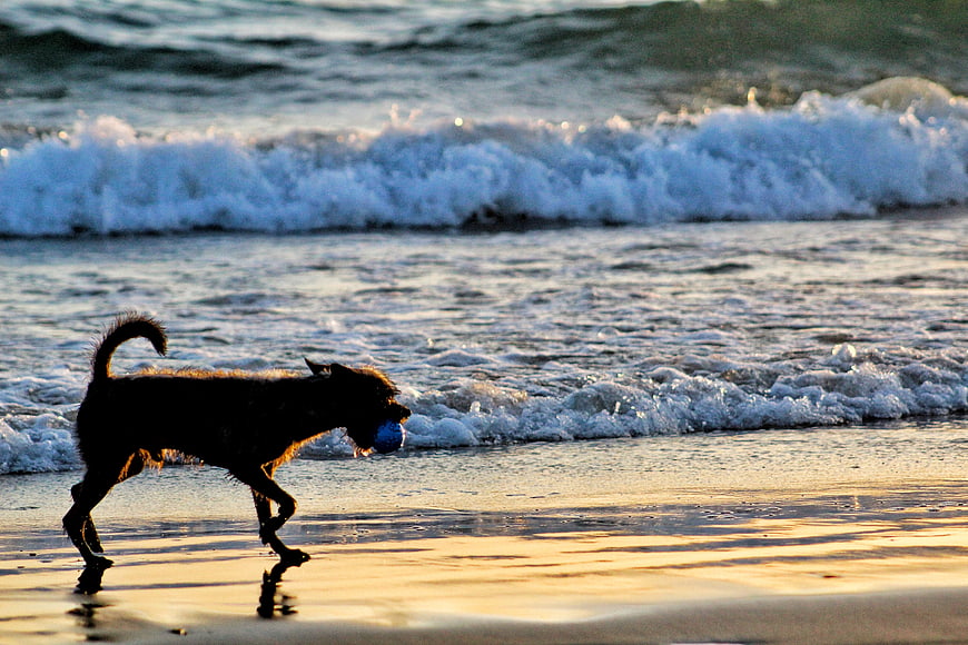 Silhouette of a dog running on beach with ball at sunset