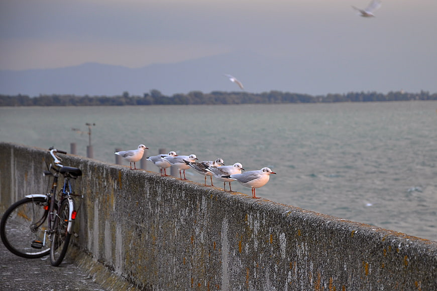 Seagulls on Seawall with Bicycle and Lake View