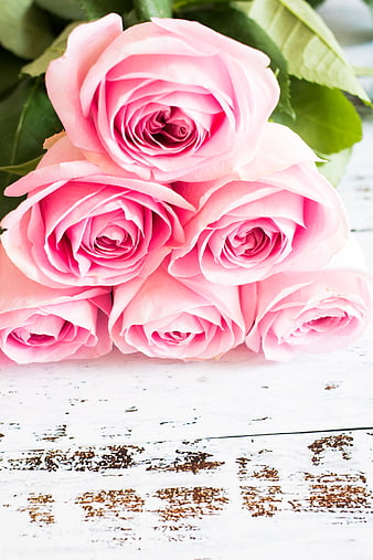 Pink Roses on Rustic White Wooden Background