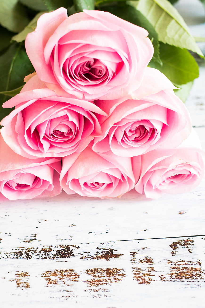 Pink Roses on Rustic White Wooden Background