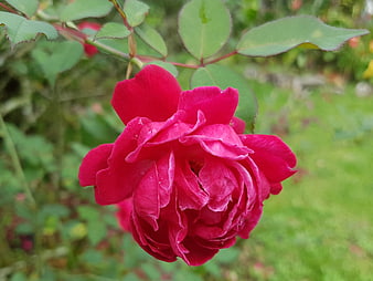 Vibrant Red Rose Close-Up in Garden