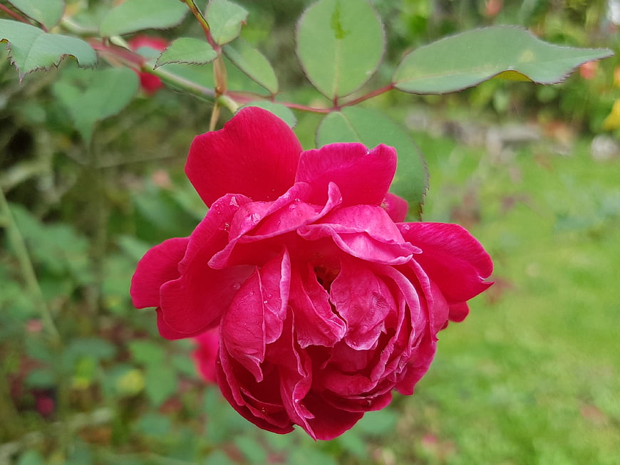 Vibrant Red Rose Close-Up in Garden