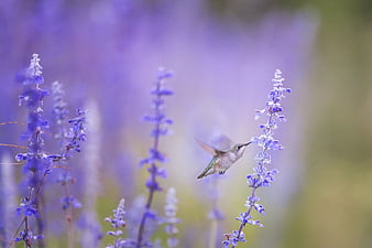 Hummingbird Feeding on Purple Salvia Flowers