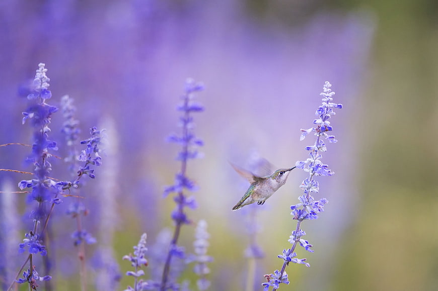 Hummingbird Feeding on Purple Salvia Flowers