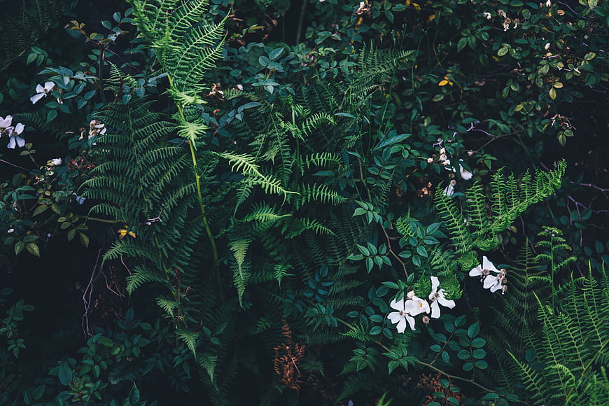 Lush Green Ferns and White Wildflowers in Forest Undergrowth