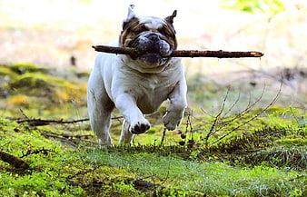 English Bulldog Running with Stick in Forest