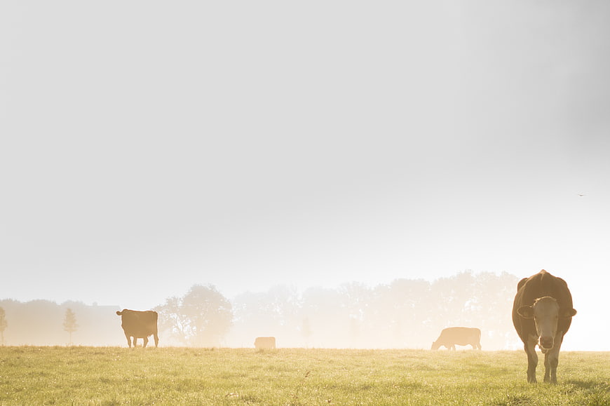 Cows grazing in misty morning pasture landscape