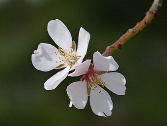 Close-up of delicate white almond blossoms on a branch