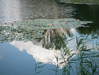 Pink water lilies floating on calm lake with tree reflection