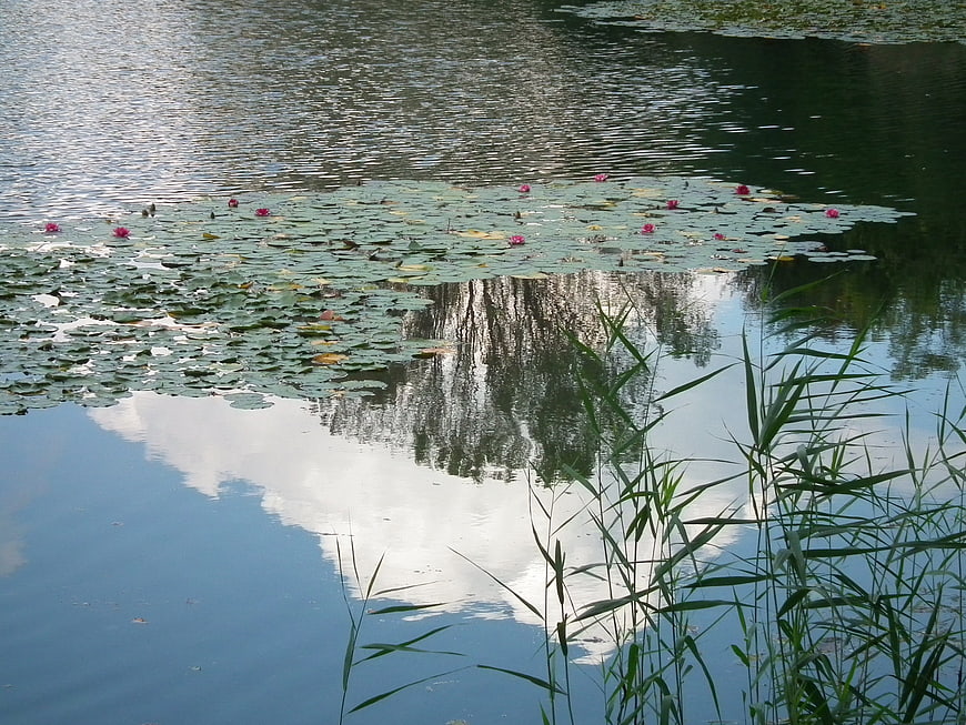 Pink water lilies floating on calm lake with tree reflection