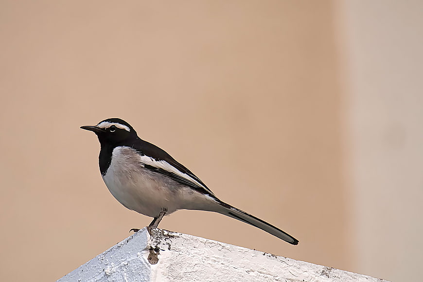 White-browed Wagtail Perched on White Surface