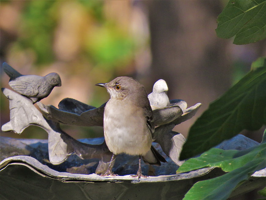 Northern Mockingbird perched on garden birdbath