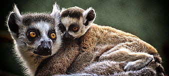 Close-up of two ring-tailed lemurs cuddling together