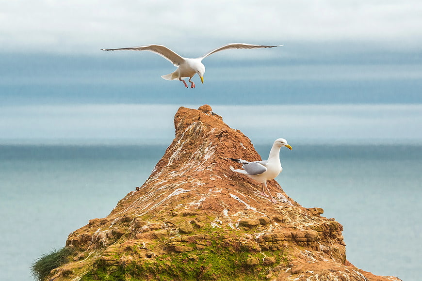 Seagull Landing on Rocky Cliff by Ocean