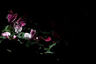 Pink Cyclamen Flowers in Dark Moody Lighting