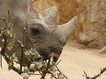 Close-up portrait of a black rhinoceros with textured skin