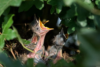 Baby blackbird hatchlings with open beaks in a nest