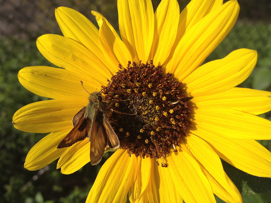 Close-up of a Skipper Butterfly on a Yellow Sunflower