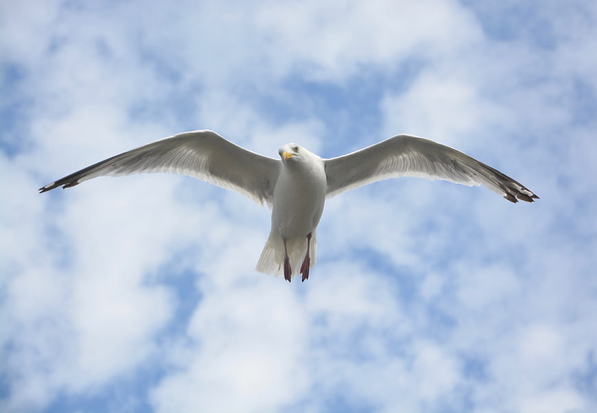 Seagull in Flight Against Blue Sky with Clouds