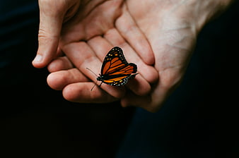 Monarch Butterfly Resting on Human Hand