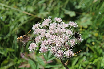 Wildflower Umbel with Pollinating Insects in Natural Meadow