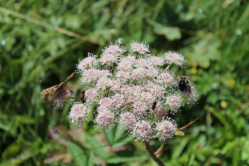 Wildflower Umbel with Pollinating Insects in Natural Meadow