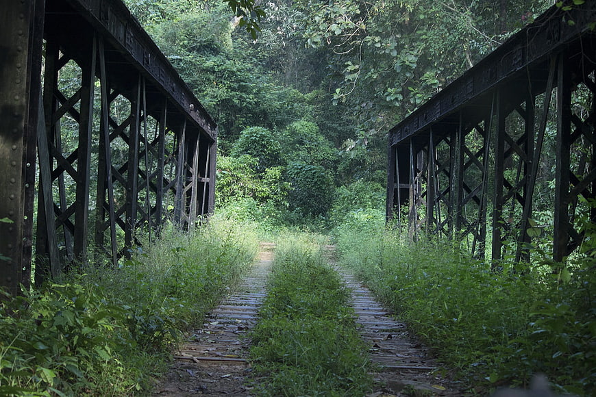 Abandoned railway bridge overgrown with lush green vegetation