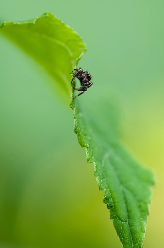 Close-up of a small black spider on a green leaf edge
