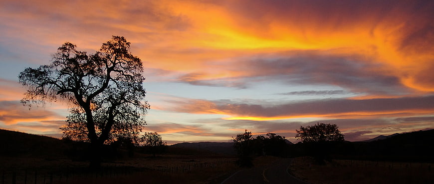 Silhouette of Tree Against Vibrant Orange Sunset Sky