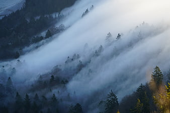Misty Mountain Forest Landscape with Flowing Fog