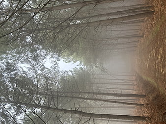 Misty pine forest path in autumn morning light