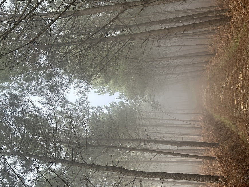 Misty pine forest path in autumn morning light