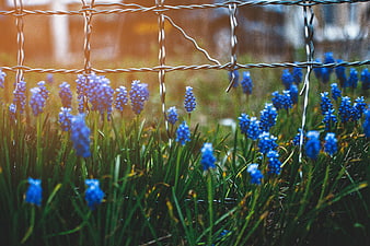 Blue Grape Hyacinth Flowers Behind Wire Fence in Spring Sun