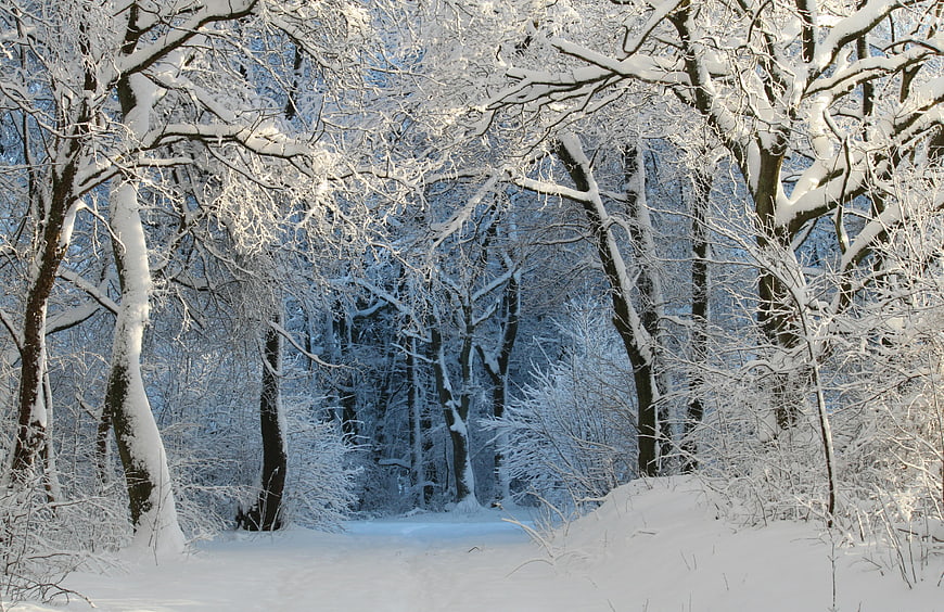 Snow-covered forest path in winter landscape