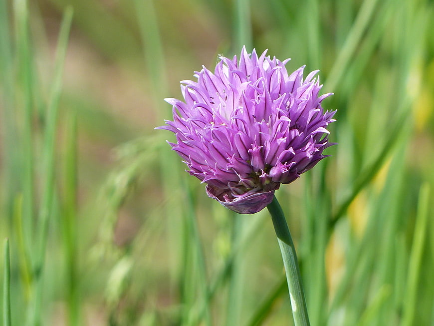Close-up of a purple chive flower in a garden