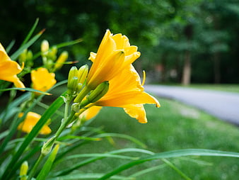 Yellow Daylily Flower in Focus with Green Background