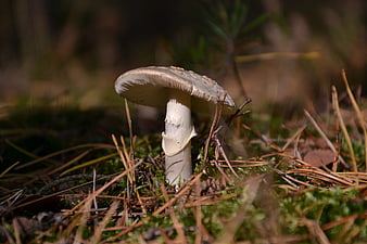 Close-up of a wild mushroom in a forest with pine needles