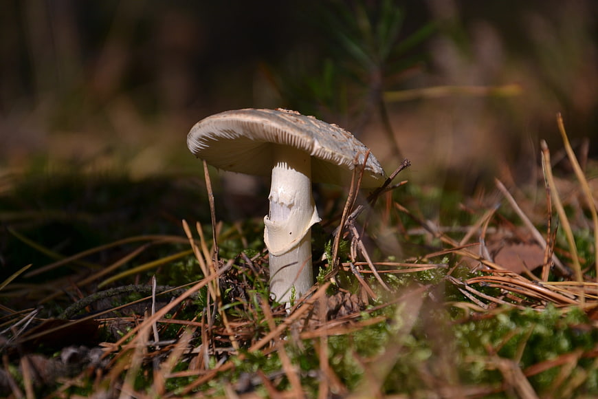 Close-up of a wild mushroom in a forest with pine needles