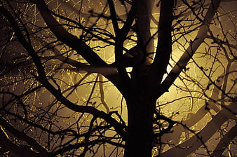Silhouetted Tree Branches Against Golden Sunlight