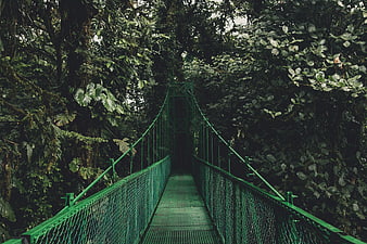 Green suspension bridge in lush tropical rainforest canopy
