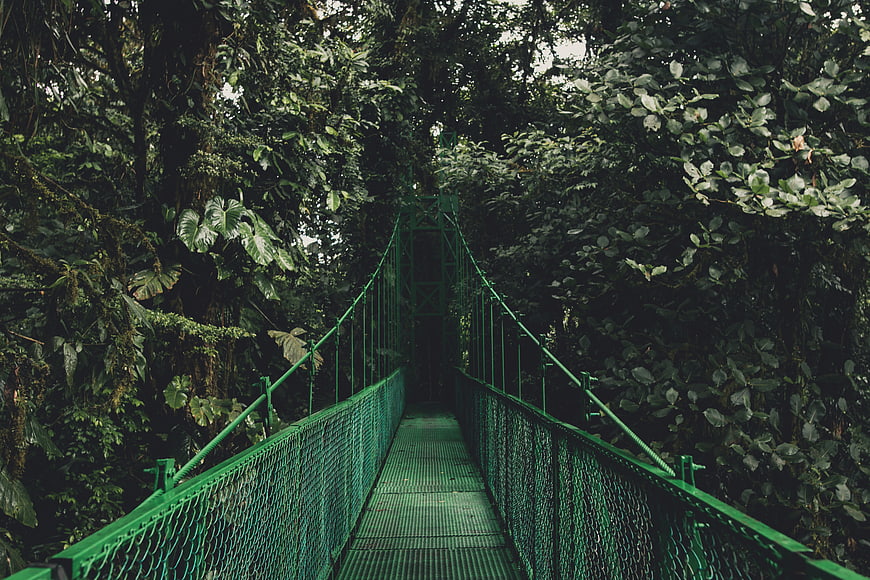 Green suspension bridge in lush tropical rainforest canopy