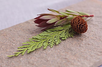 Pine cone and evergreen sprig on textured stone surface